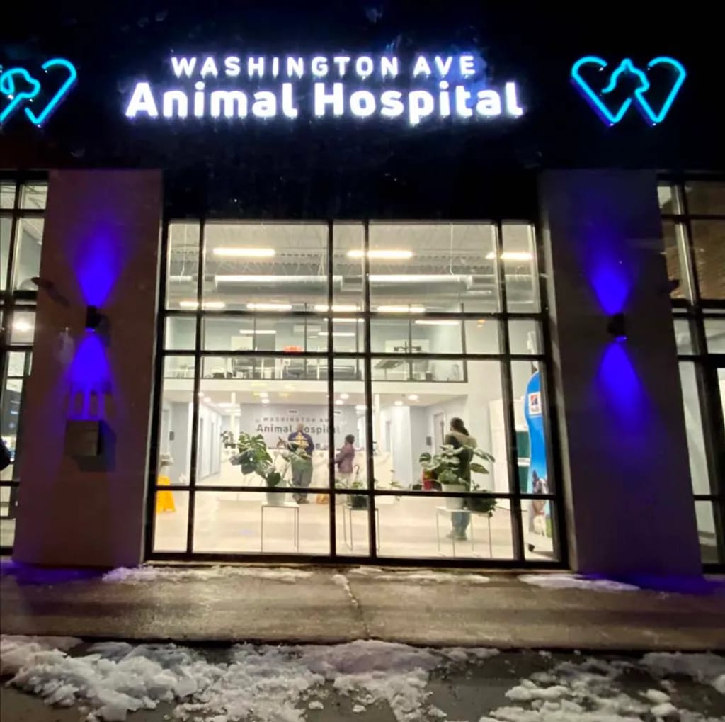 Illuminated Washington Ave Animal Hospital sign above a glass storefront at night with blue lights and snow
