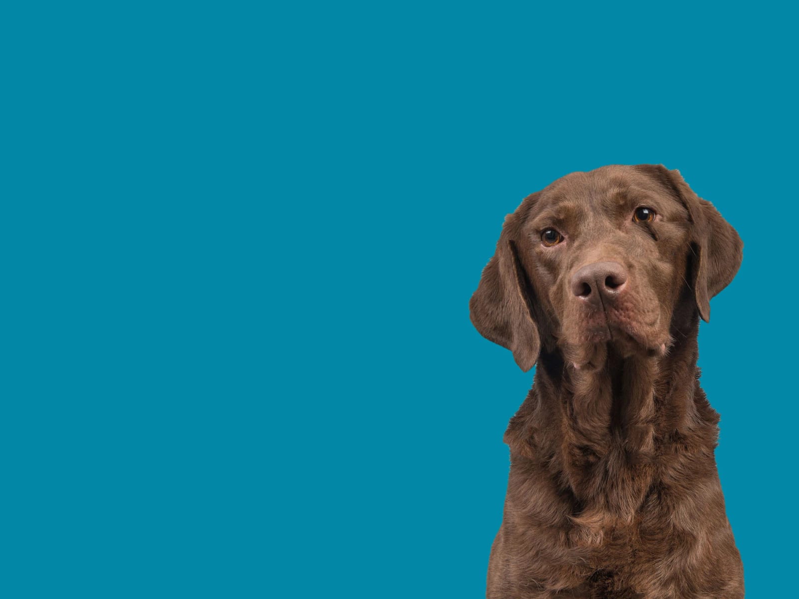 Bridge Animal Referral Center - Edmonds