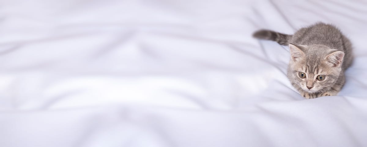 Small grey tabby kitten crouching on smooth white bedding in a wide banner image