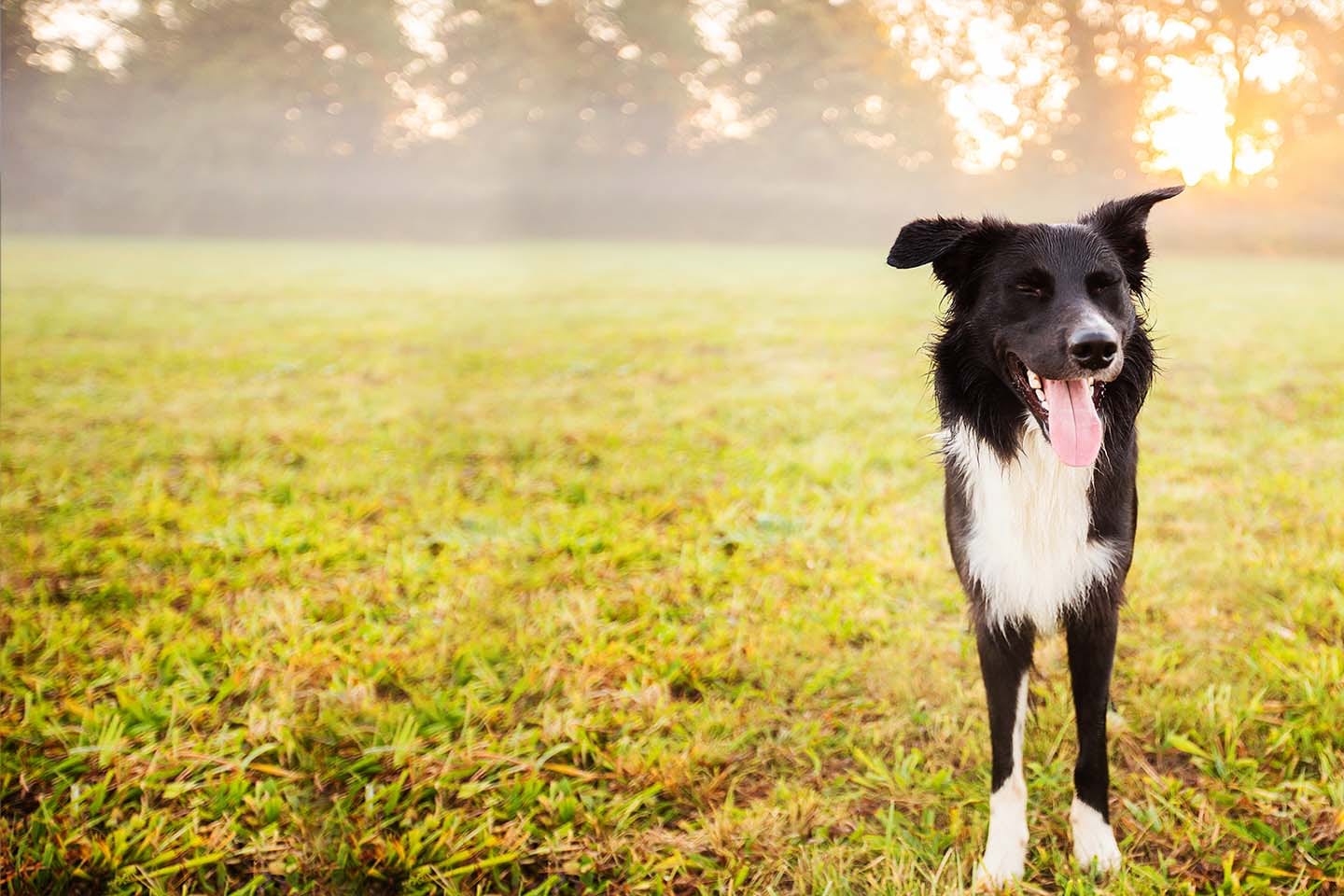 Black and white dog standing in a misty grass field at sunrise with its tongue out