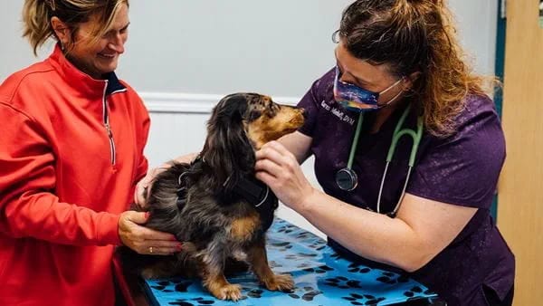 Person in purple scrubs with a stethoscope and a person in a red jacket with a small dog on an exam table