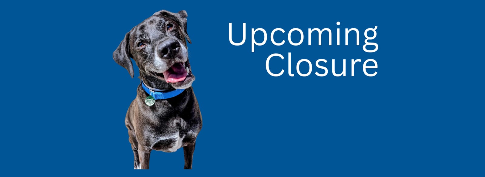 Blue banner reading Upcoming Closure next to a black dog with a blue collar and its head tilted