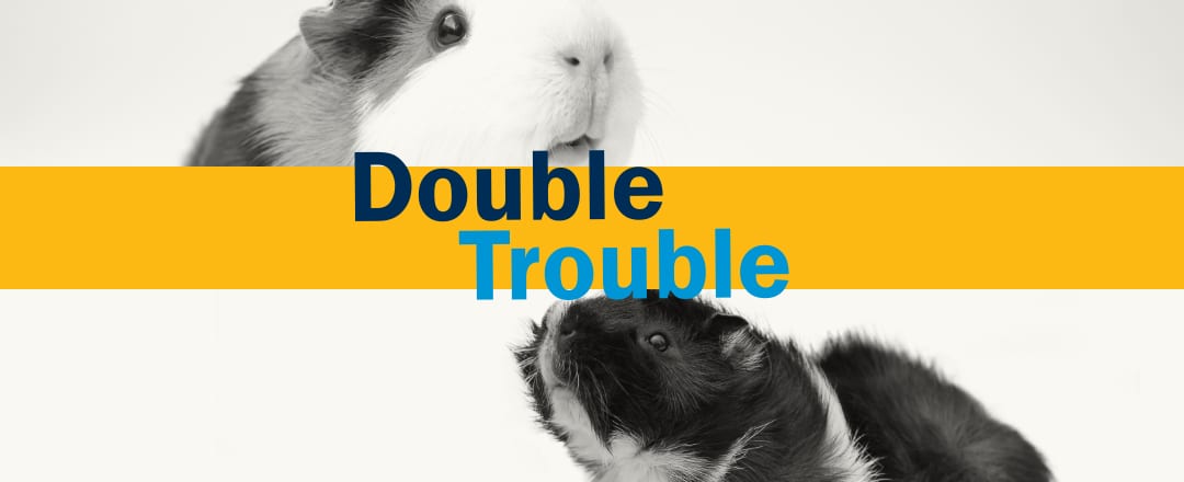 Banner reading Double Trouble over a yellow stripe between two black and white guinea pigs