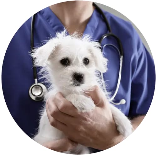Small white fluffy dog held in a person's hands, with a stethoscope around the neck of a person in blue scrubs