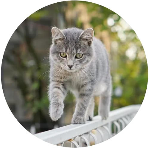 Grey tabby cat walking along a white railing with a blurred green background