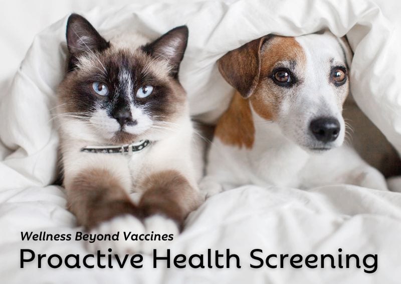 Graphic reading Proactive Health Screening with a cat and a dog peeking out from under white bedding