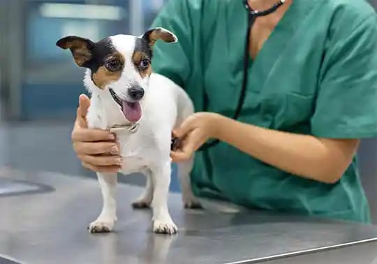 Person in green scrubs with a stethoscope steadying a small white dog on a metal exam table