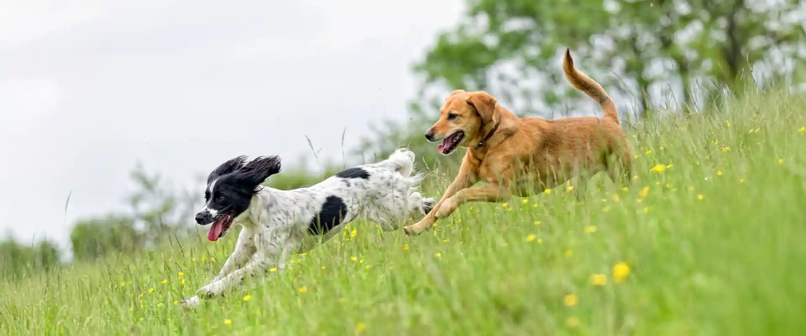 Black and white dog and golden-brown dog running through a grassy field with yellow wildflowers