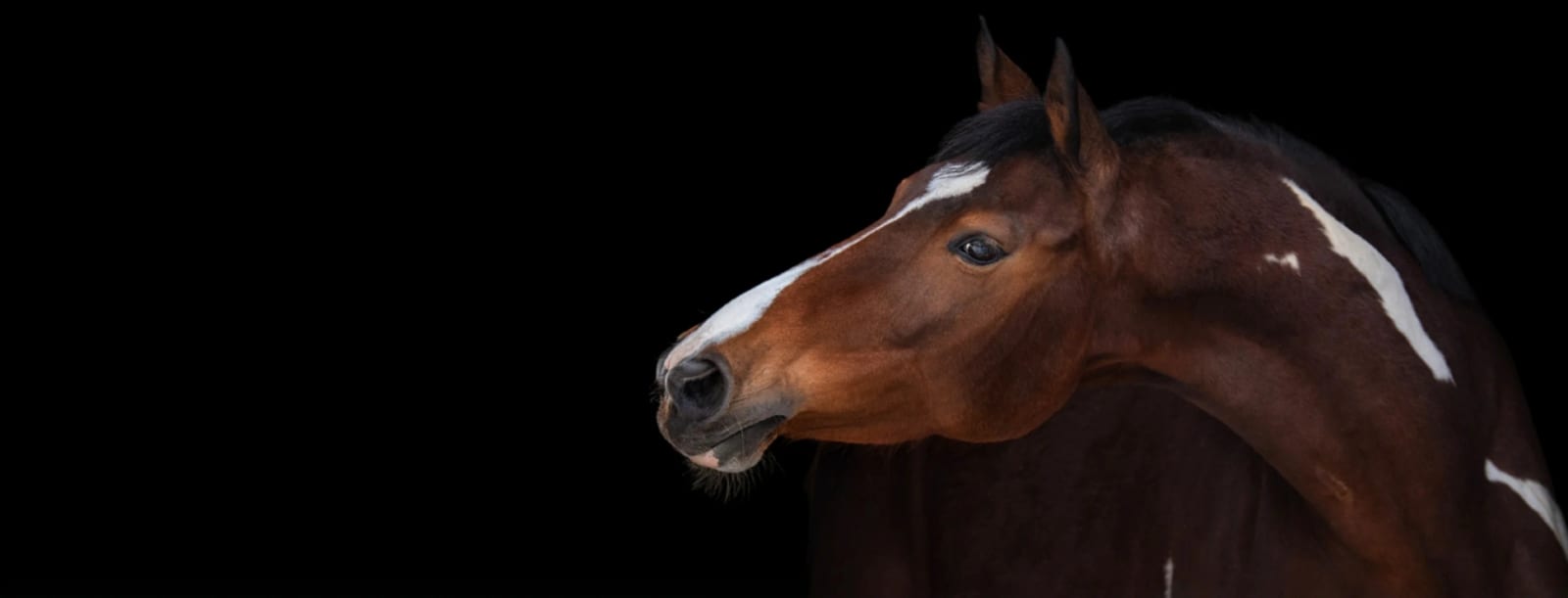 Brown horse with a white blaze turning its head against a solid black background