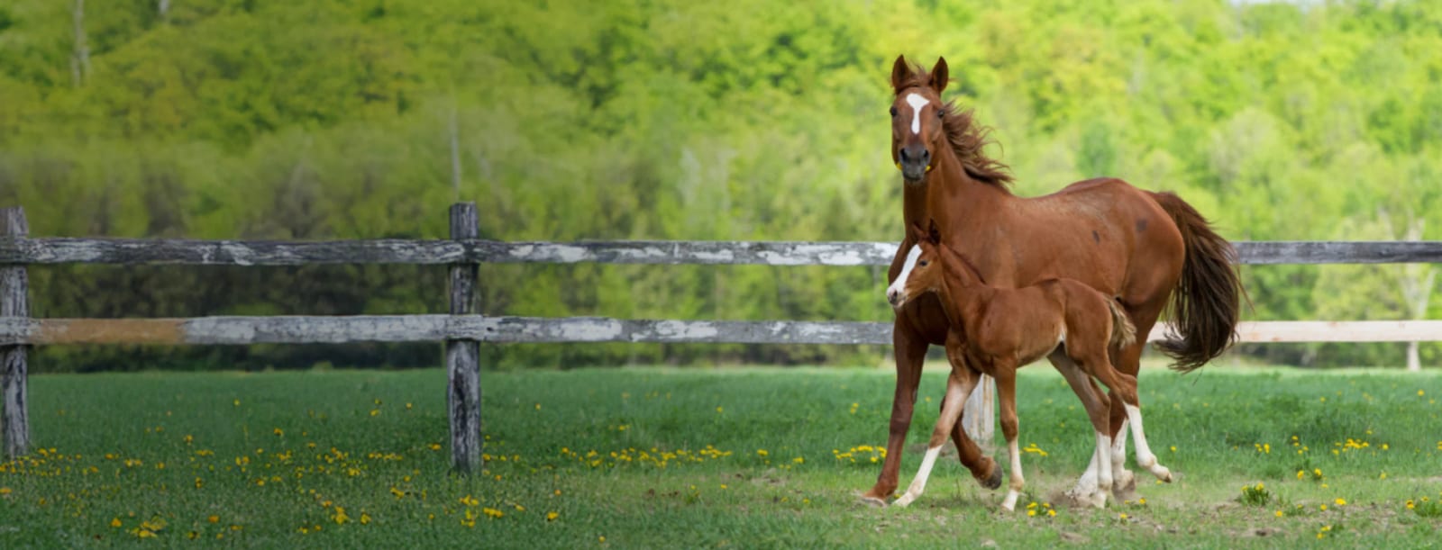 Chestnut horse and foal trotting across a green pasture with yellow wildflowers and a fence