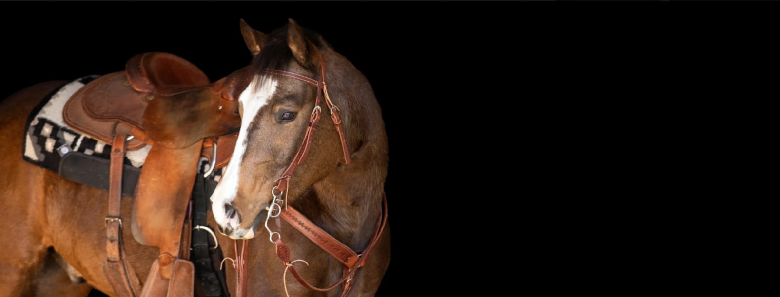 Brown horse wearing a leather saddle and bridle with a white blaze against a black background