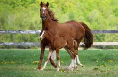 San Antonio Equine Hospital - Selma