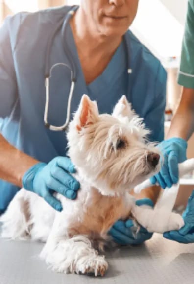 Person in blue scrubs with a stethoscope and gloved hands holding a white dog with a wrapped front paw