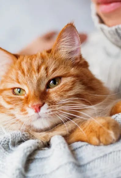 Orange tabby cat with green eyes resting on a grey knit blanket