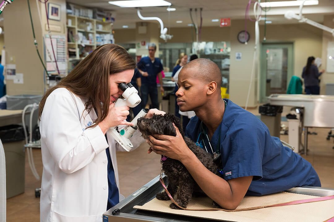 Person in a white coat holding a handheld device near a small dark dog held by a person in navy scrubs