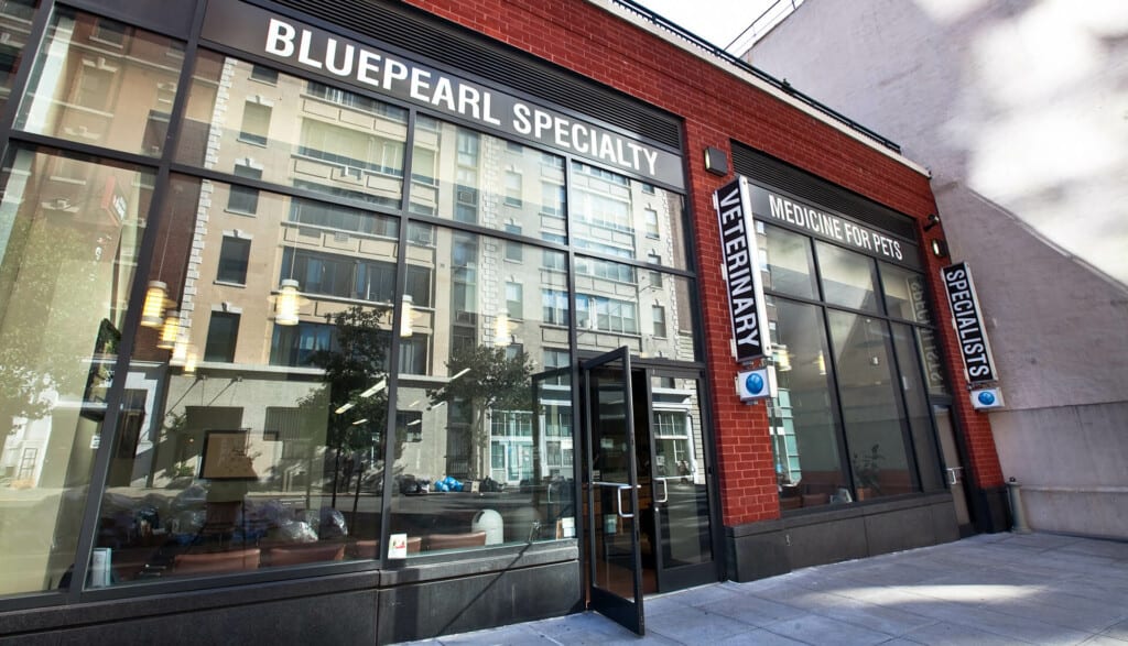 BluePearl Specialty storefront at street level with an open glass door and Medicine for Pets sign