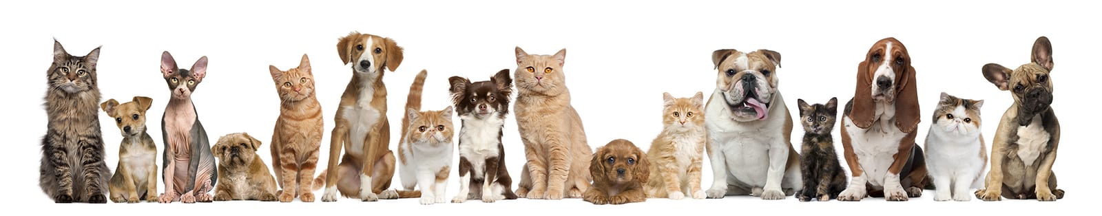 Country Brook Animal Hospital - Garland