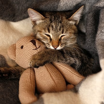 Tabby kitten sleeping with its paw over a knitted teddy bear on a grey wool blanket