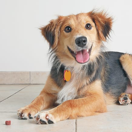Tan, black and white dog lying on a tile floor with its tongue out beside a small treat