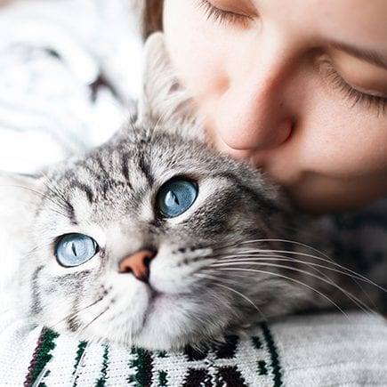 Grey tabby cat with blue eyes beside a person with closed eyes resting their face against its head