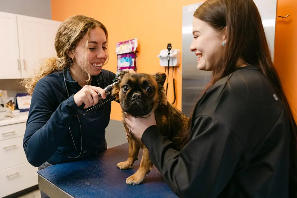 Two smiling people with a small brown dog on an exam table, one holding a handheld instrument to its ear