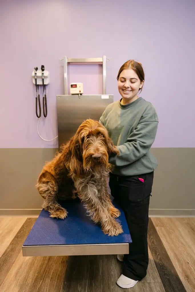 Smiling person in a grey-green sweatshirt standing beside a large shaggy brown dog on an exam table
