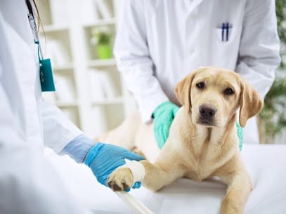Cream-colored dog lying on a white table with a wrapped front paw while gloved hands hold its leg