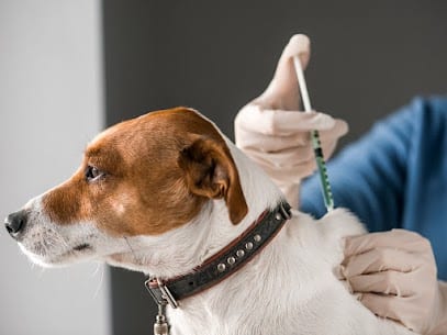 Brown and white dog wearing a studded collar while gloved hands hold a syringe near its neck