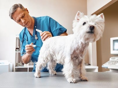 Person in teal scrubs holding a small handheld device near a white fluffy dog standing on a metal table