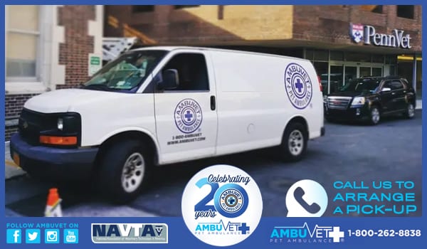 AmbuVet Pet Ambulance - Queens
