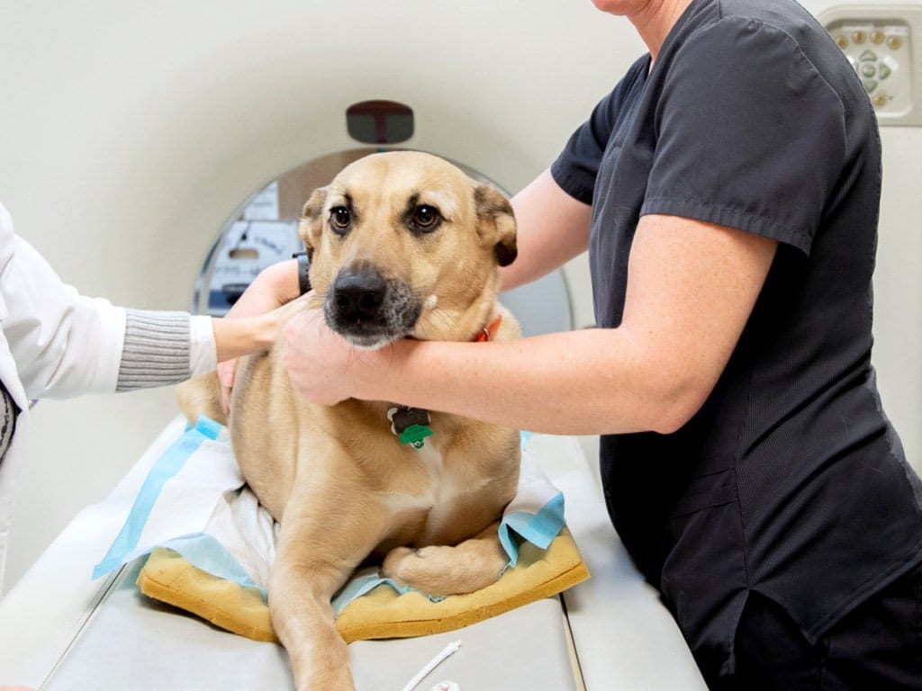 Tan dog lying on a padded table at the opening of a large ring-shaped machine, held by a person in dark scrubs