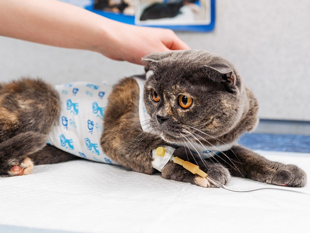 Grey and brown cat in a light wrap with a blue print and a small tube on its front leg, lying on a white pad