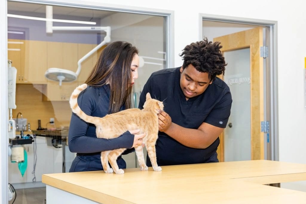 Two people in dark scrubs gently holding an orange cat standing on a wooden exam table