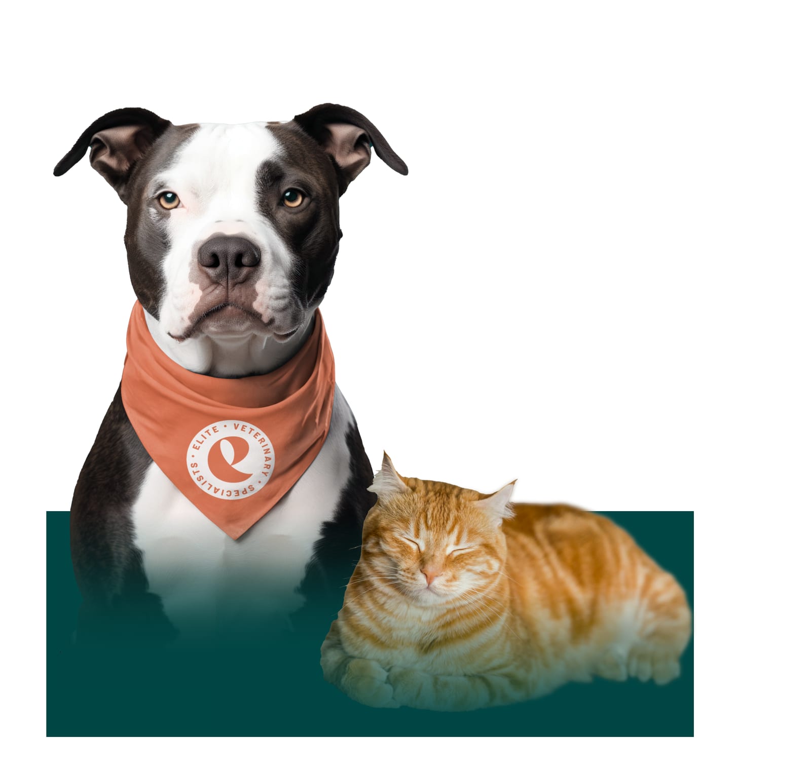 Dog in an orange bandana with an Elite Veterinary Specialists logo beside a sleeping orange tabby cat