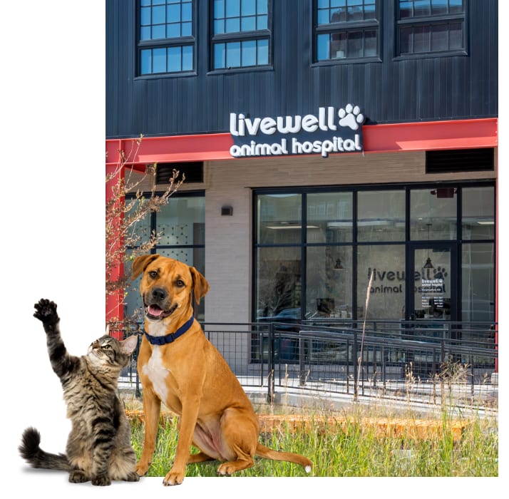Livewell Animal Hospital storefront with a red band and a sign, with a dog and a waving cat in front