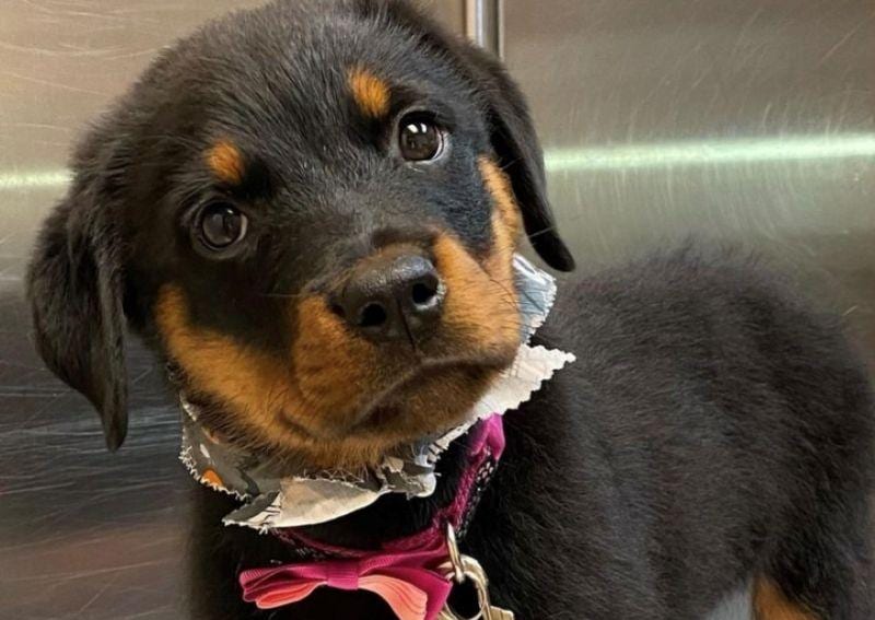 Black and tan puppy with a pink bow and a paper-lace collar against a stainless steel wall