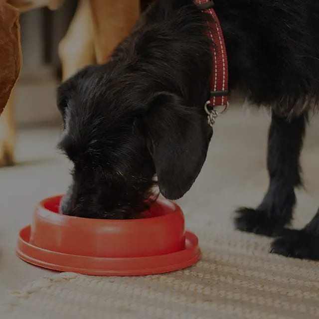 Black shaggy dog eating from a red bowl on a striped rug