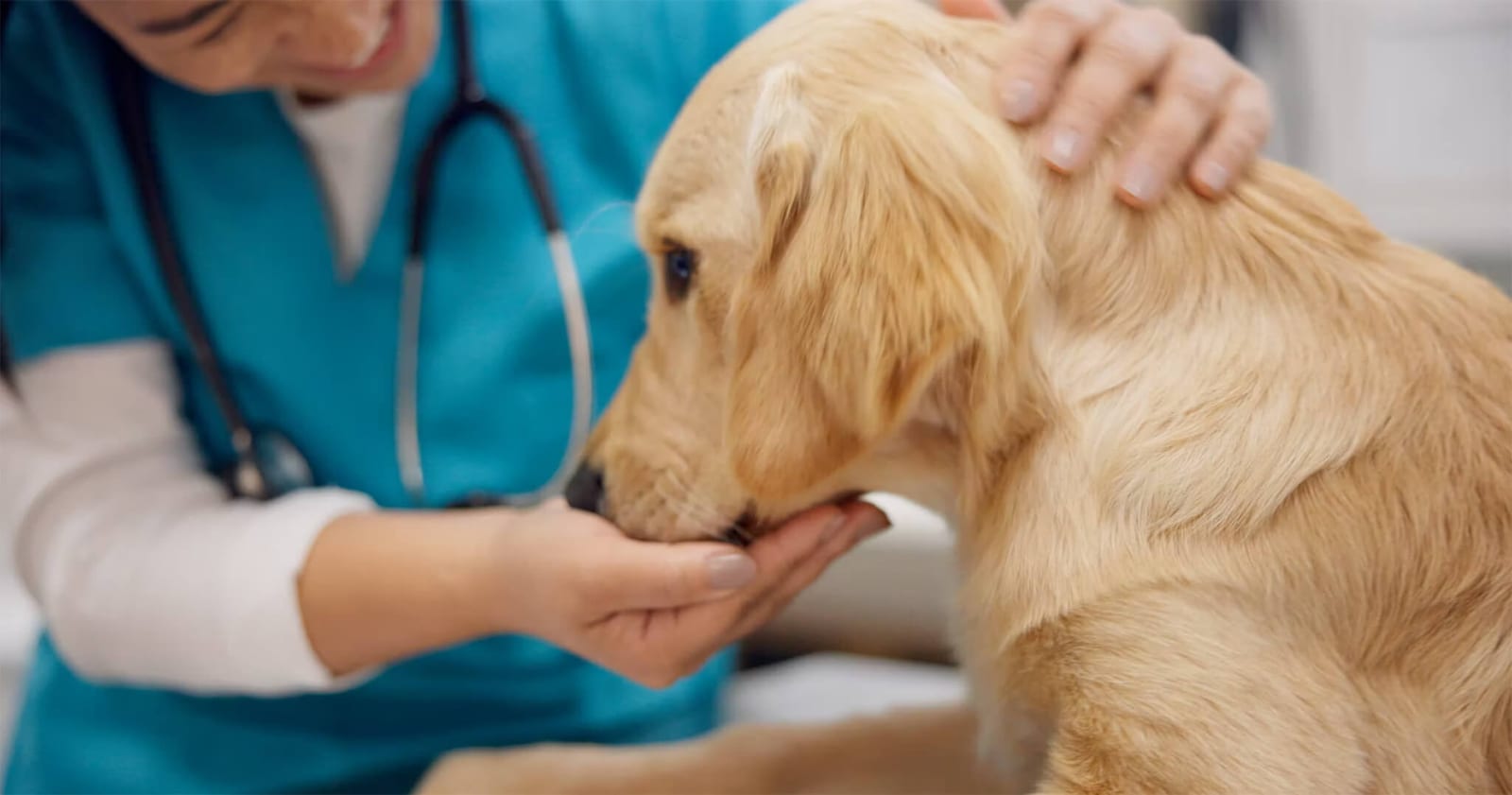 Person in teal scrubs with a stethoscope holding a hand under a light golden dog's nose