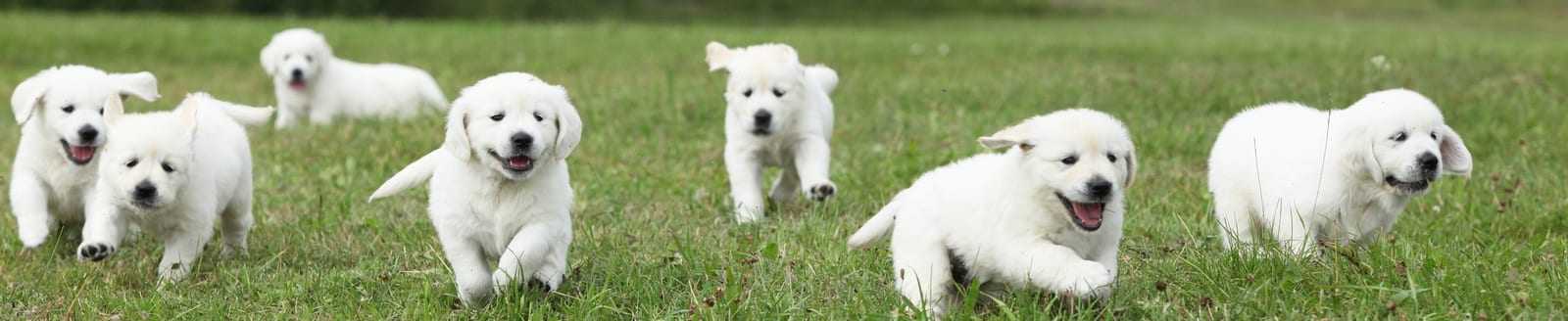 Row of white puppies running across a green lawn
