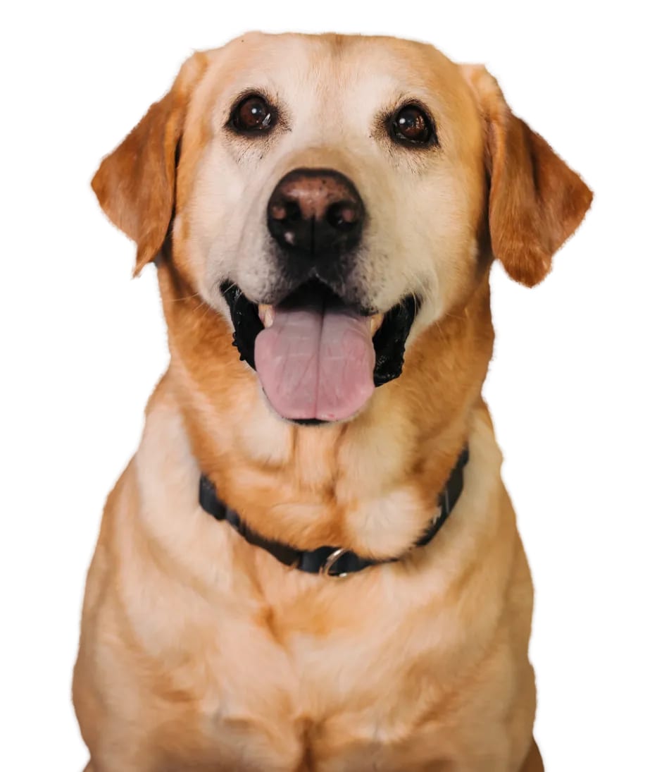 Yellow dog with open mouth and a dark collar facing the camera on a white background
