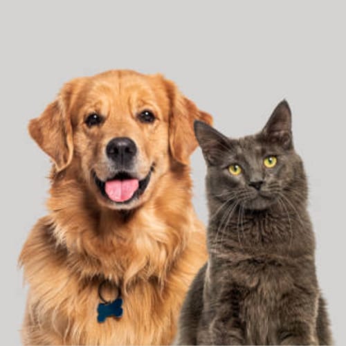 Golden-haired dog with tongue out beside a grey cat with yellow eyes on a grey background