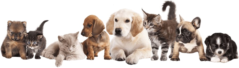 Row of puppies and kittens of different colours sitting together on a white background
