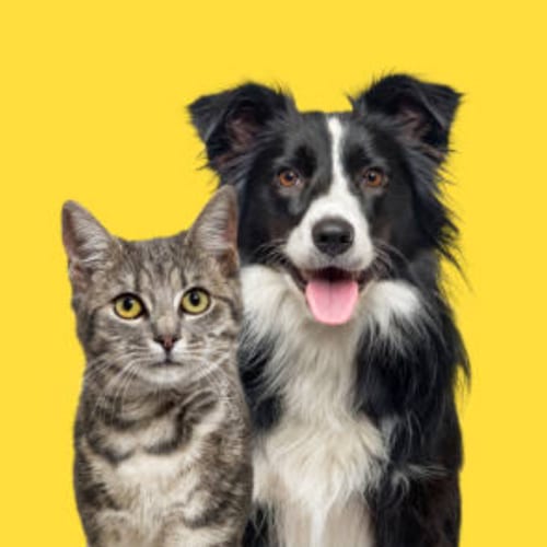 Grey tabby cat and a black and white dog with tongue out against a bright yellow background