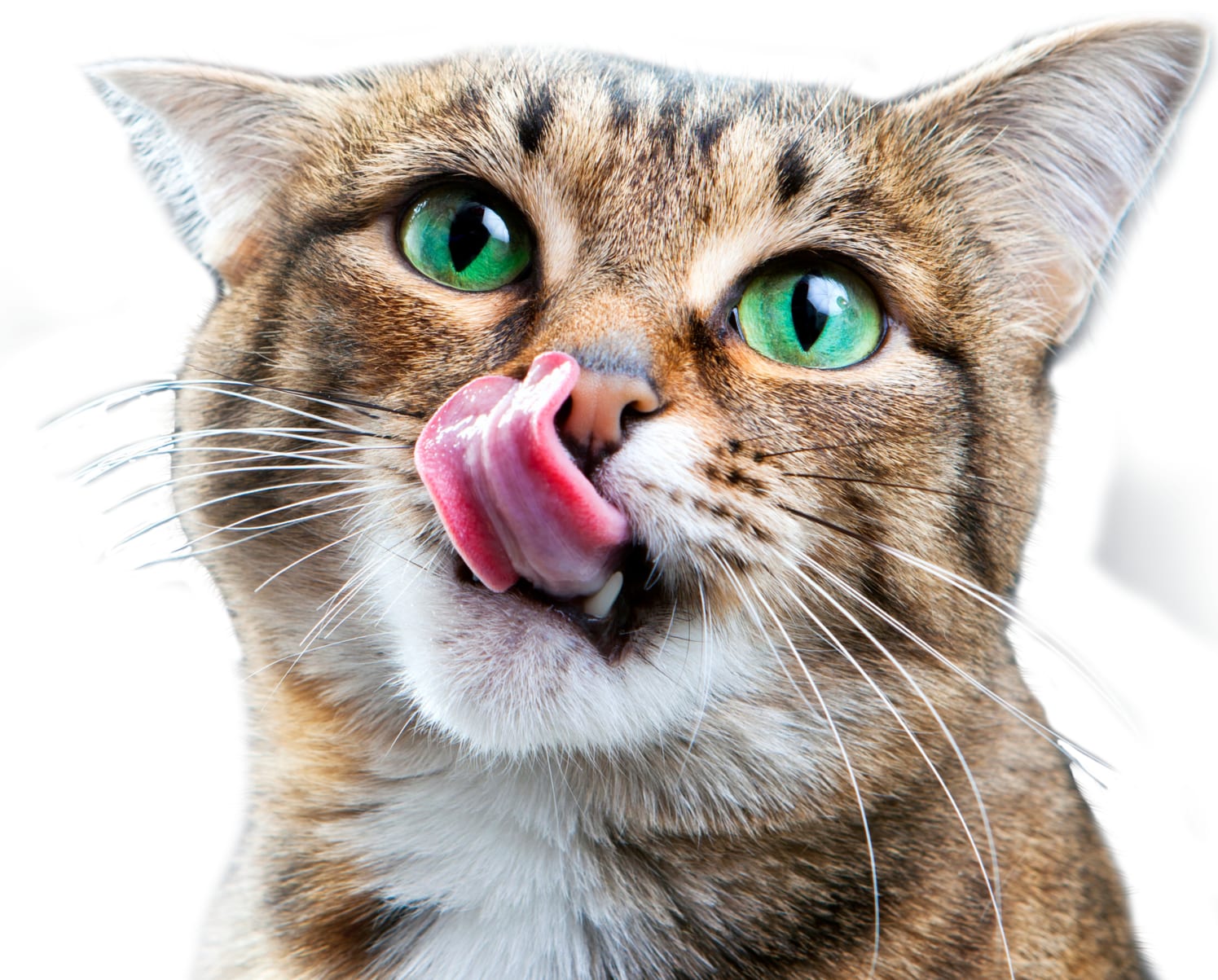 Tabby cat with green eyes licking its nose, cut out on a white background
