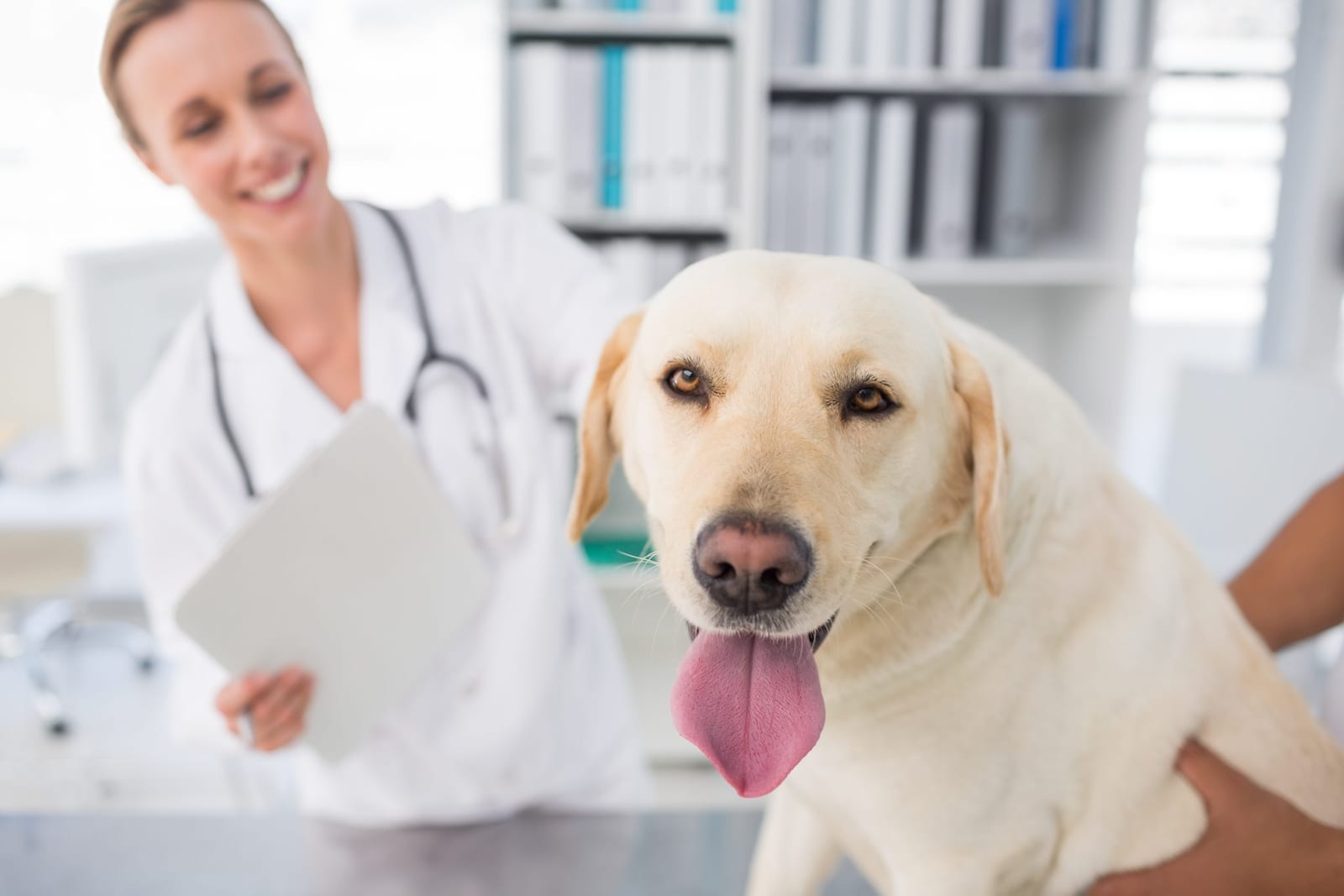 Yellow dog with tongue out in the foreground with a smiling person in a white coat holding a tablet behind