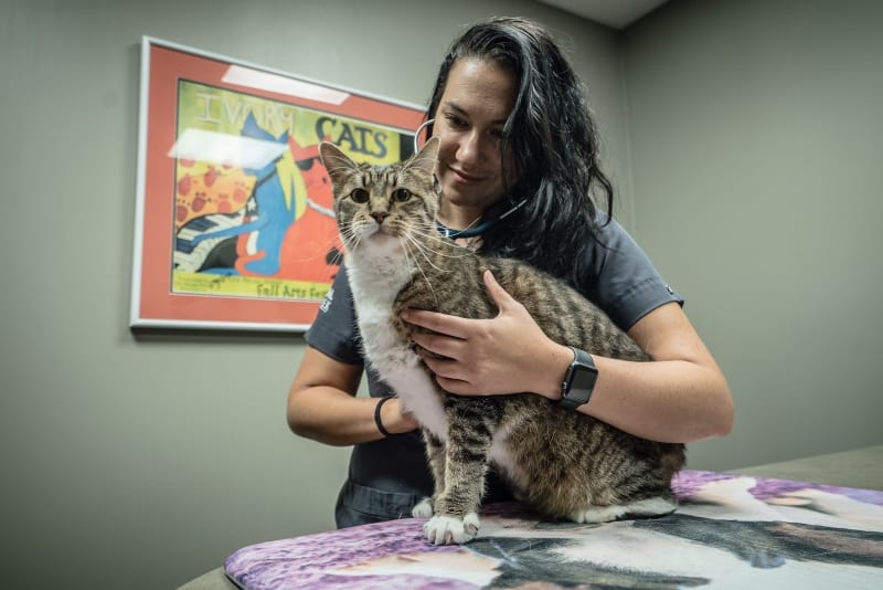 Person with long dark hair holding a tabby and white cat on a purple blanket in front of a cat poster