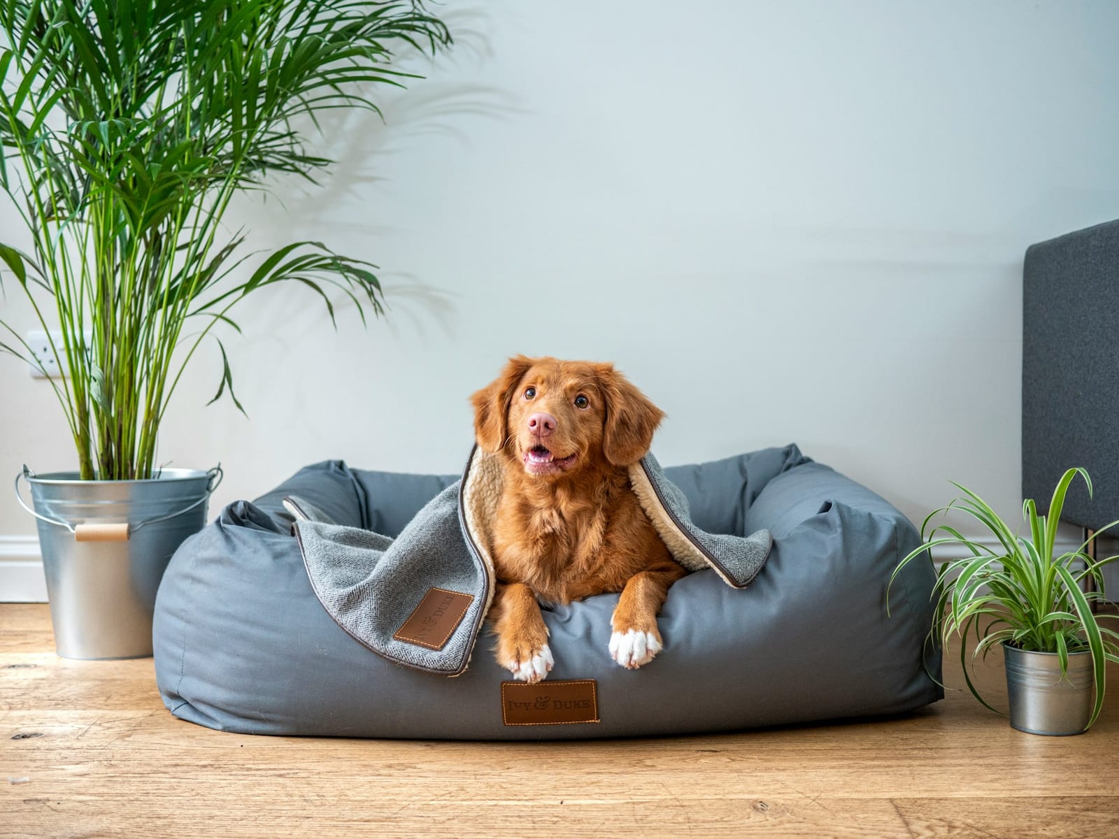 Brown dog resting in a grey dog bed with a blanket between two green plants