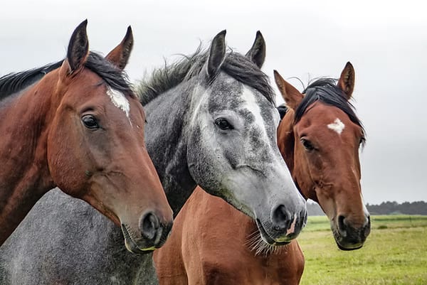 Three horses standing close together, one dapple grey and two brown, with heads close to the camera
