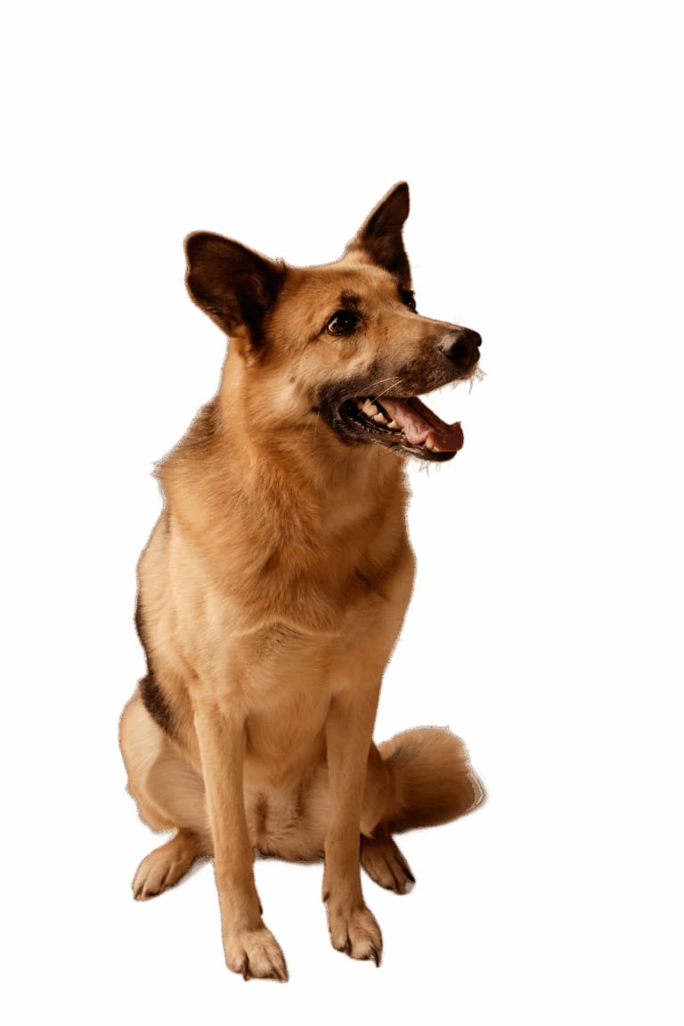 Tan dog with dark ears sitting and looking to the side with its mouth open, on a white background