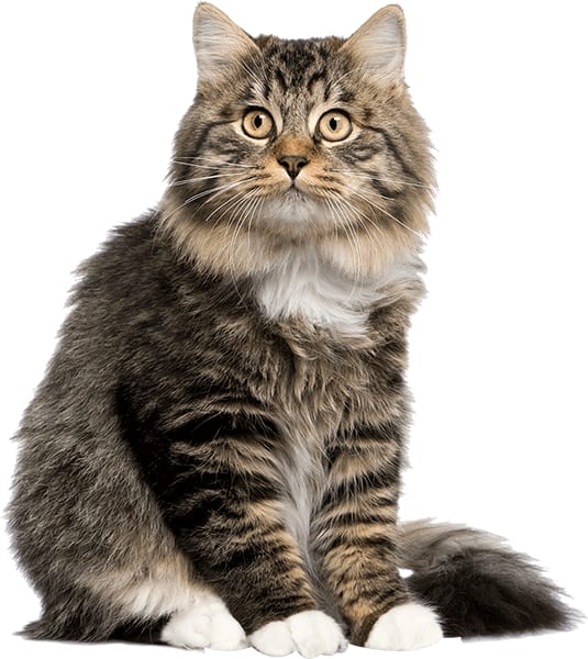 MetroPet Animal Hospital - Minneapolis